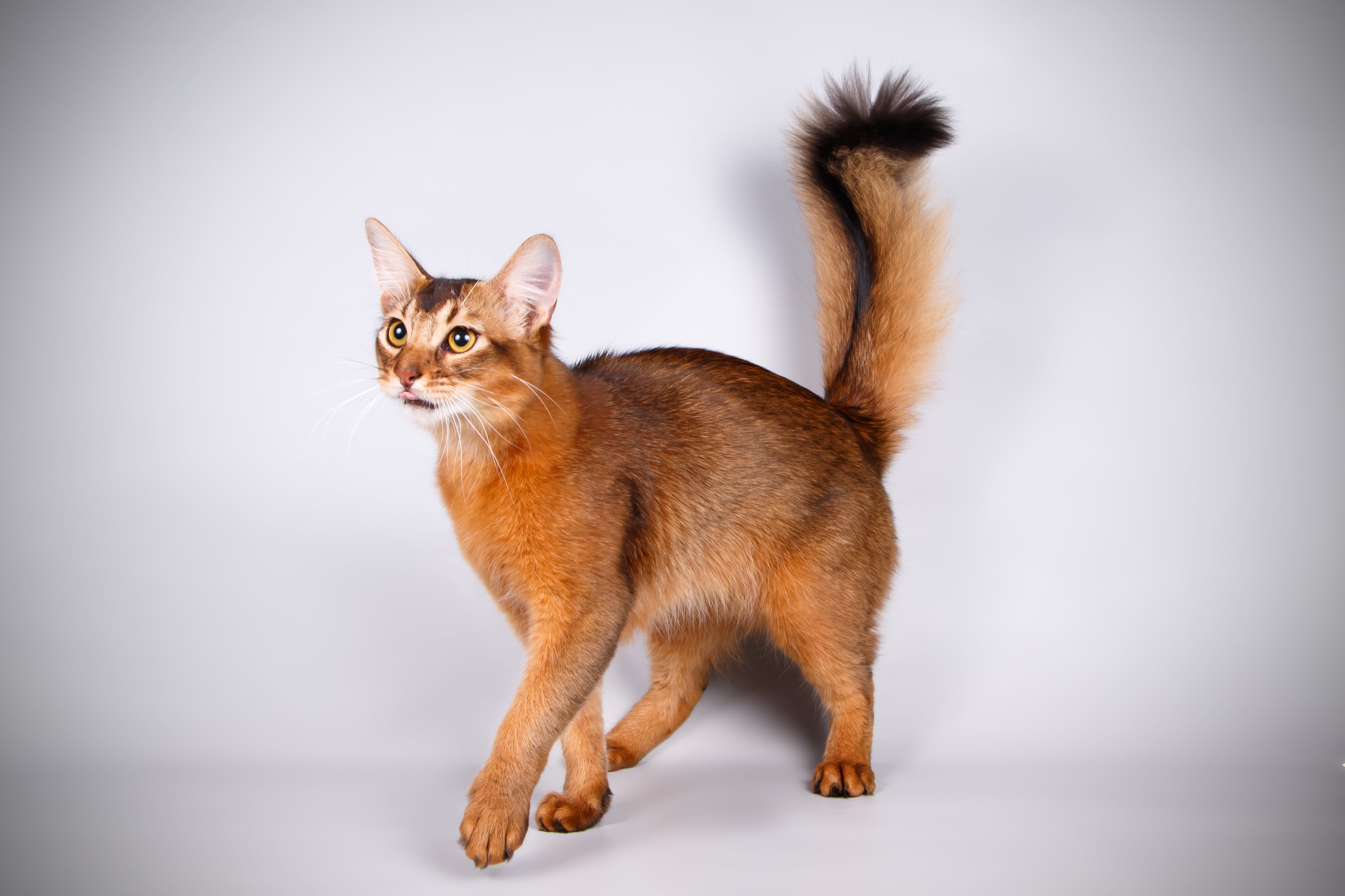 side view of somali cat breed walking in front of a white background with tail in the air